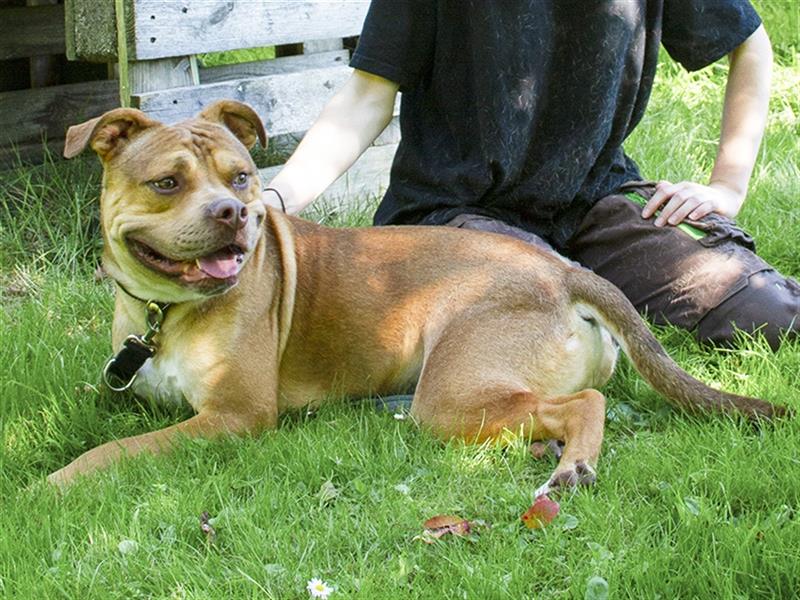 Graffiti, Staffordshire Bullterrier, geb. 2021, Gute-Laune-Hund sucht Zuhause