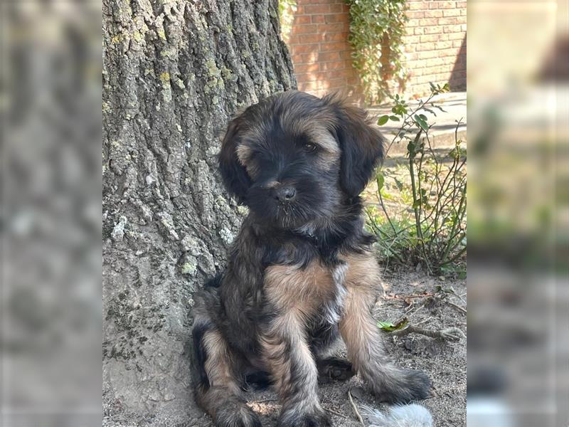 Tibet Terrier Welpe