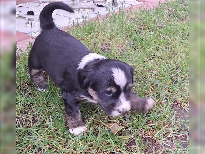 Tibet Terrier Welpen