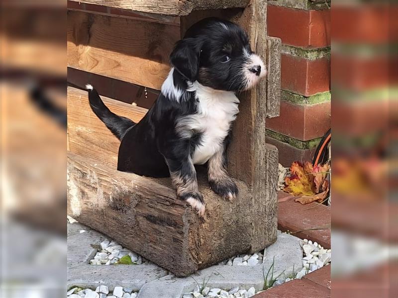 Tibet Terrier Welpen