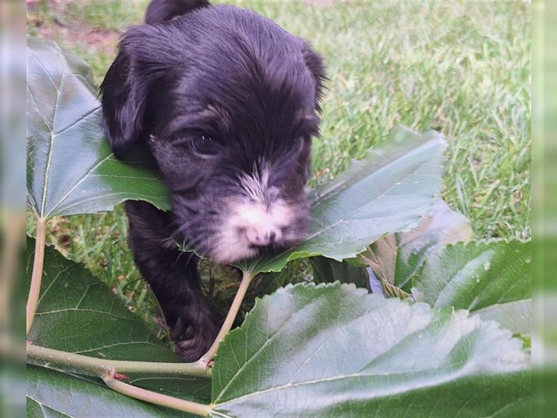 Tibet Terrier Welpen