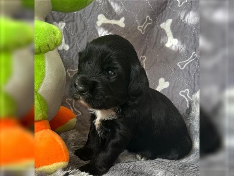 Tibet Terrier Welpen