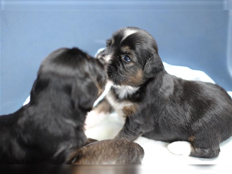 Tibet Terrier Welpen, VDH Papiere, zobel und tricolor