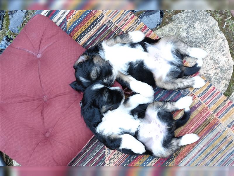 Tibet Terrier Welpen, VDH Papiere, zobel und tricolor