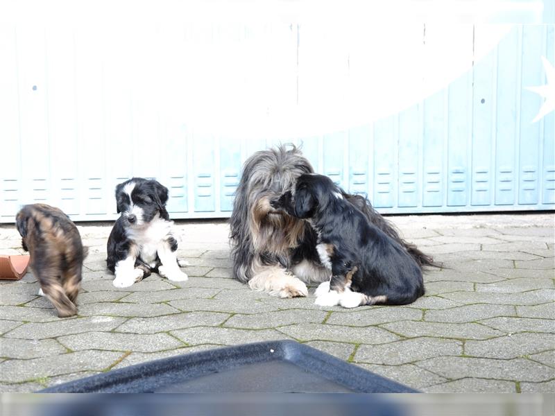 Tibet Terrier Welpen, VDH Papiere, zobel und tricolor