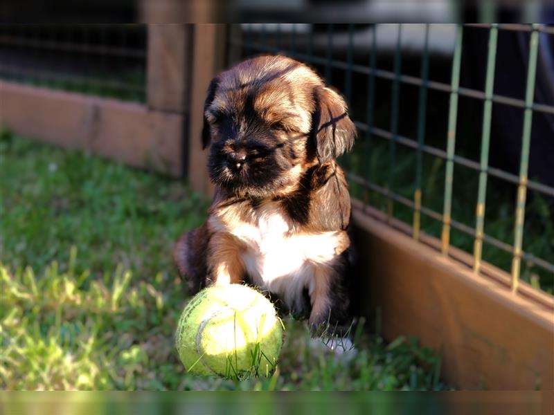 Tibet Terrier Hündin "Njinjila", zobel, geb. 28.7.24, VDH