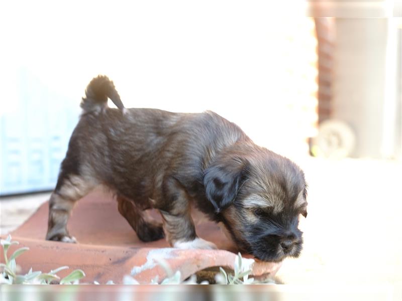 Tibet Terrier Hündin "Njinjila", zobel, geb. 28.7.24, VDH