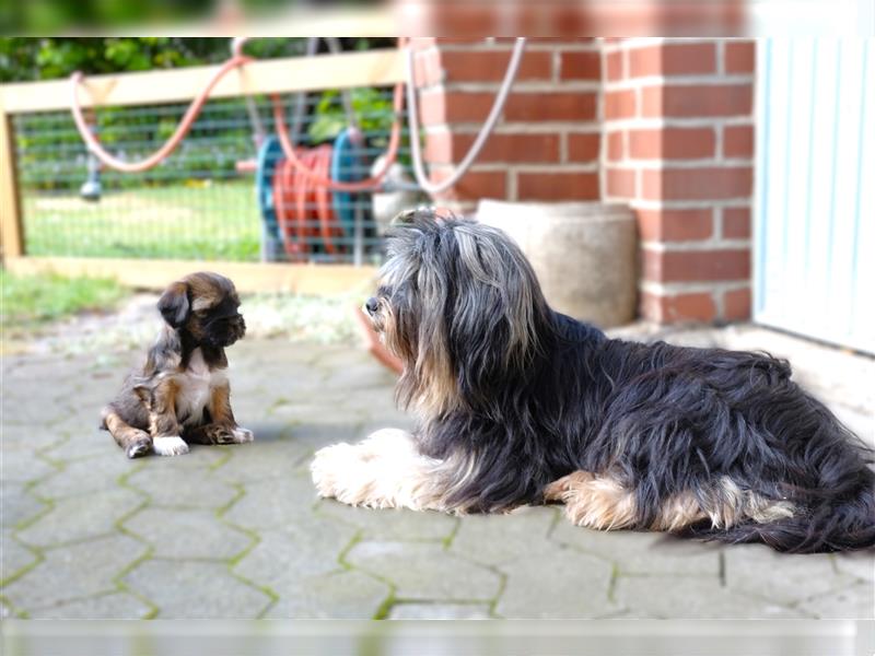 Tibet Terrier Hündin "Njinjila", zobel, geb. 28.7.24, VDH