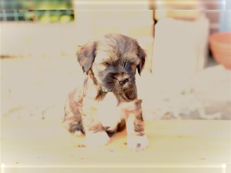 Tibet Terrier Hündin "Njinjila", zobel, geb. 28.7.24, VDH