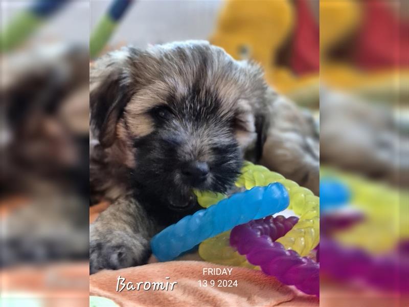 Tibet Terrier Welpen aus dem Bruchttal