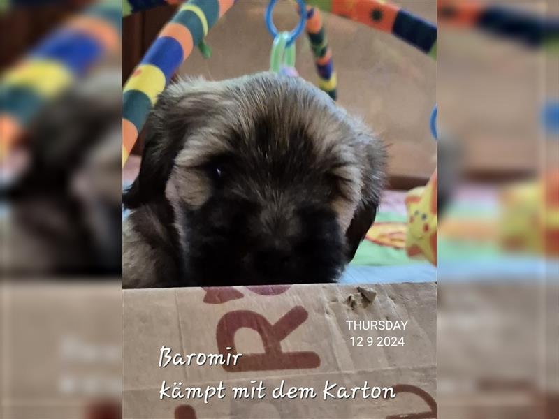 Tibet Terrier Welpen aus dem Bruchttal