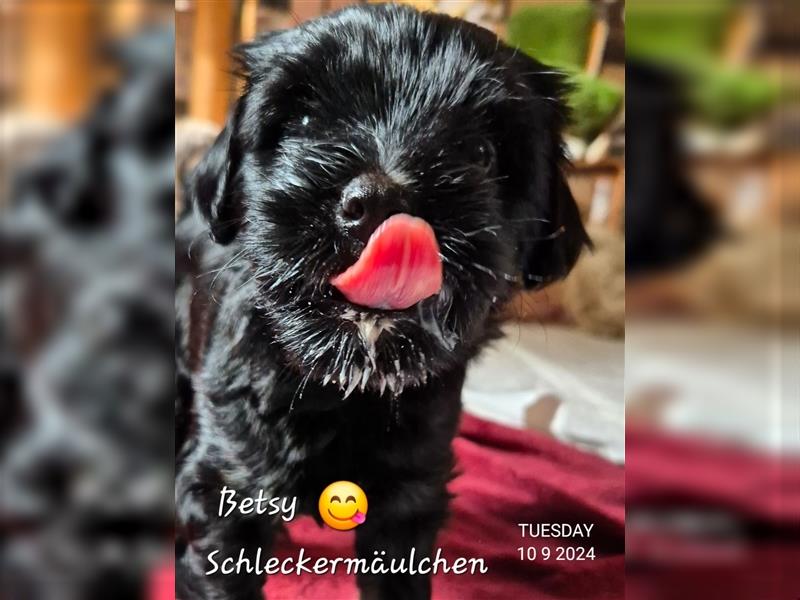 Tibet Terrier Welpen aus dem Bruchttal