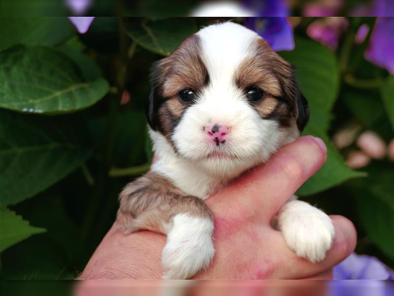 Tibet terrier Welpen mit VDH Papieren