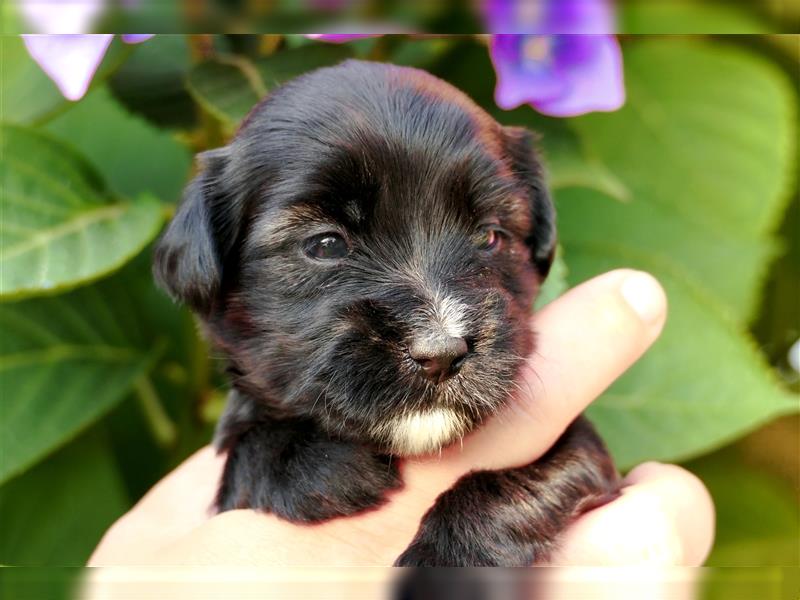 Tibet terrier Welpen mit VDH Papieren