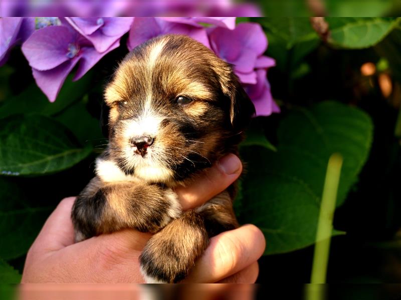 Tibet terrier Welpen mit VDH Papieren