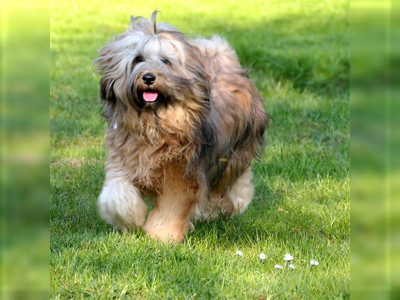 Tibet terrier Welpen mit VDH Papieren