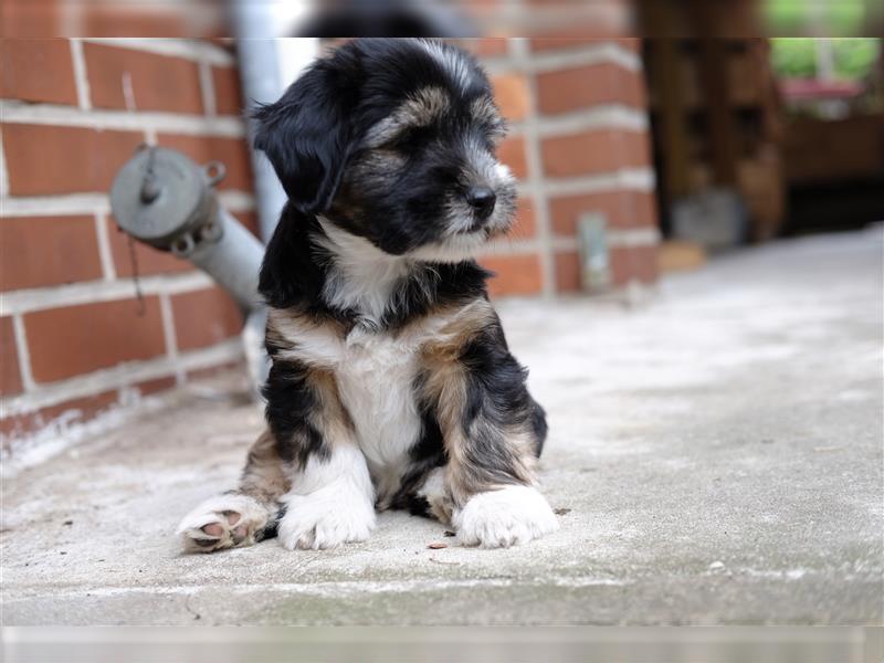 Tibet Terrier Welpen, VDH Papiere, zobel und tricolor