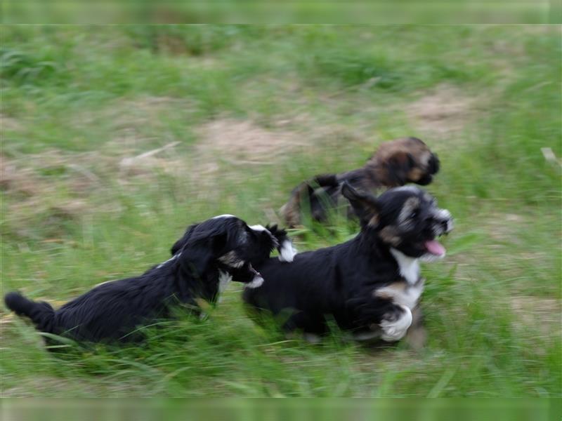 Tibet Terrier Welpen, VDH Papiere, zobel und tricolor