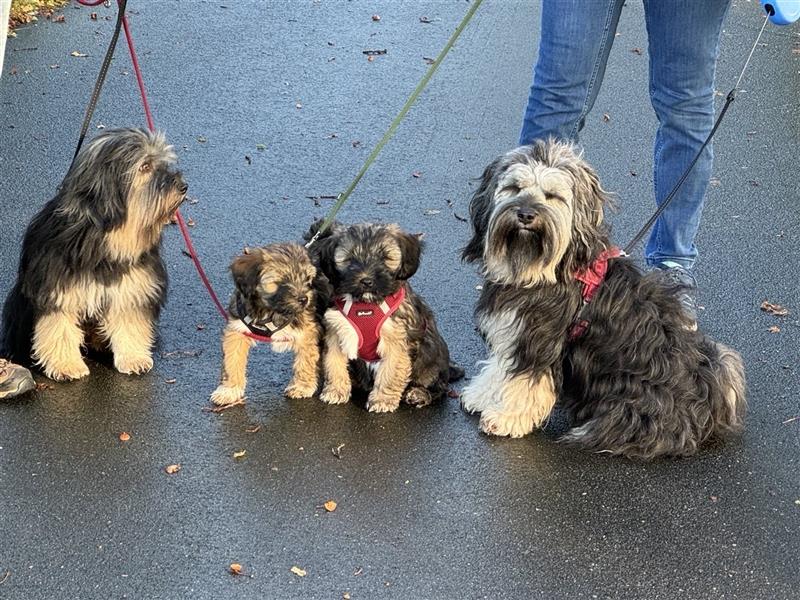 Tibet Terrier Welpen, VDH Papiere, zobel und tricolor