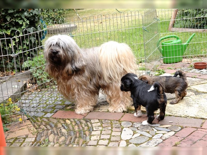 Tibet Terrier Welpen, VDH Papiere, zobel und tricolor