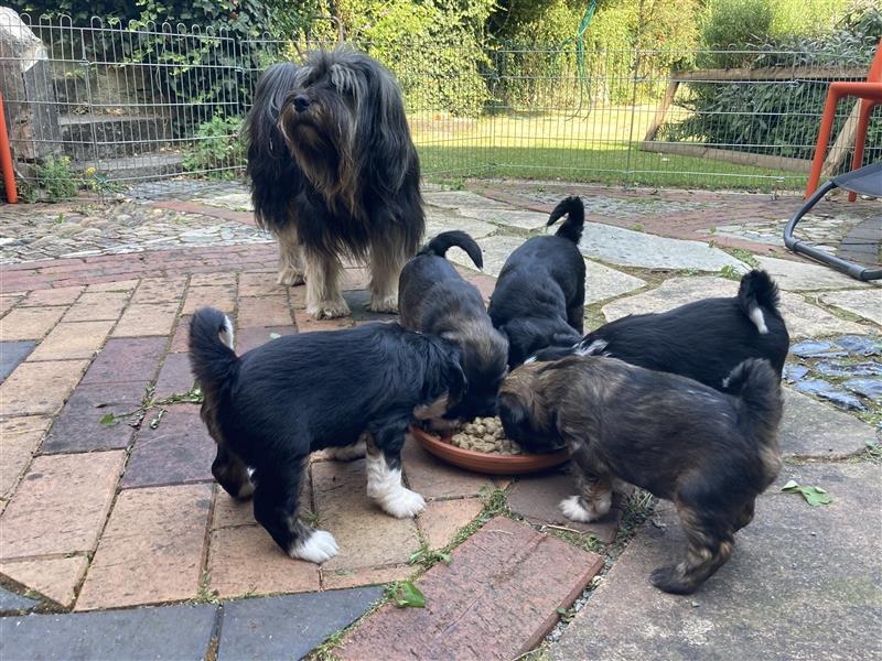 Tibet Terrier Welpen, VDH Papiere, zobel und tricolor