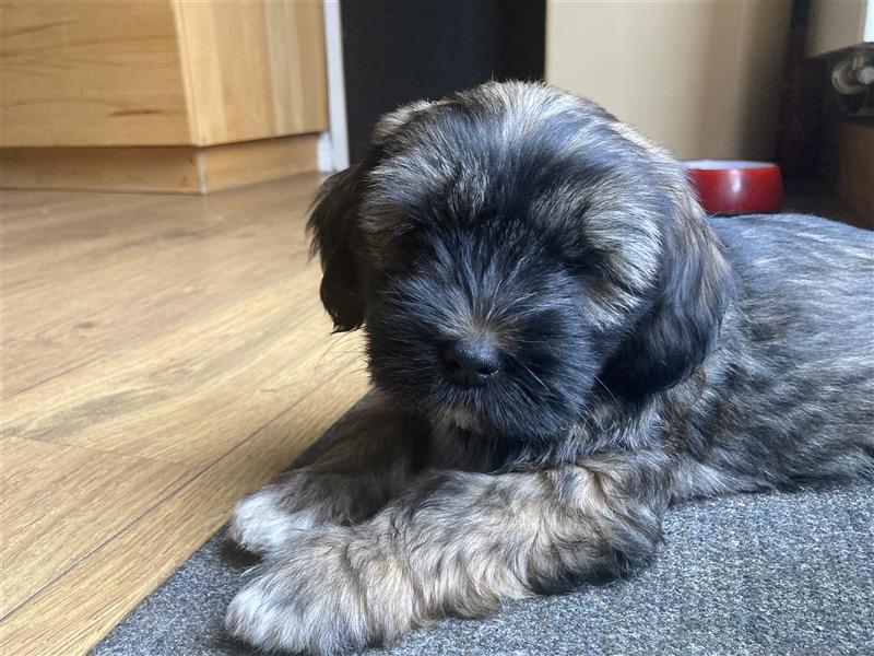 Tibet Terrier-Hündin, VDH, zobel, geb. 28.7.24