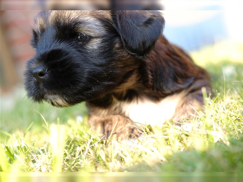 Tibet Terrier-Hündin, VDH, zobel, geb. 28.7.24