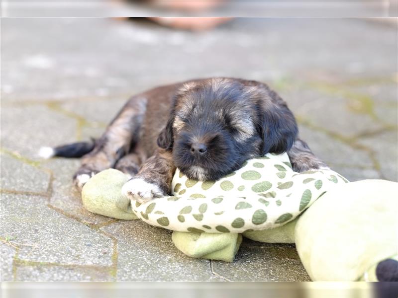 Tibet Terrier-Hündin, VDH, zobel, geb. 28.7.24