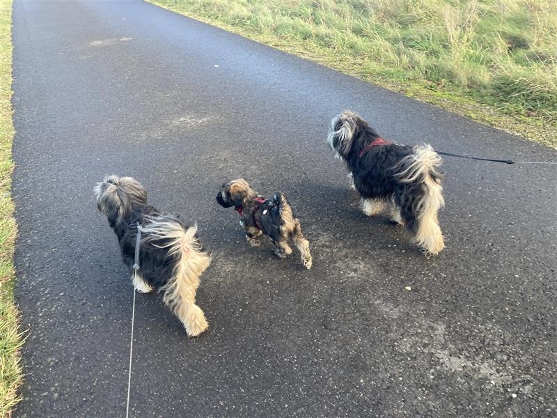 Tibet Terrier-Hündin, VDH, zobel, geb. 28.7.24