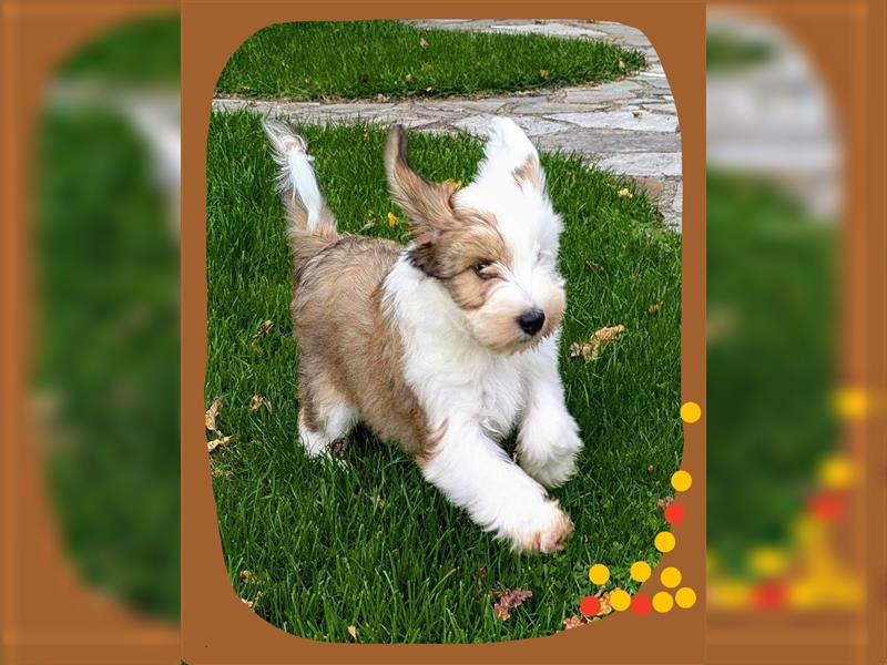 Tibet Terrier Welpen mit Ahnentafel