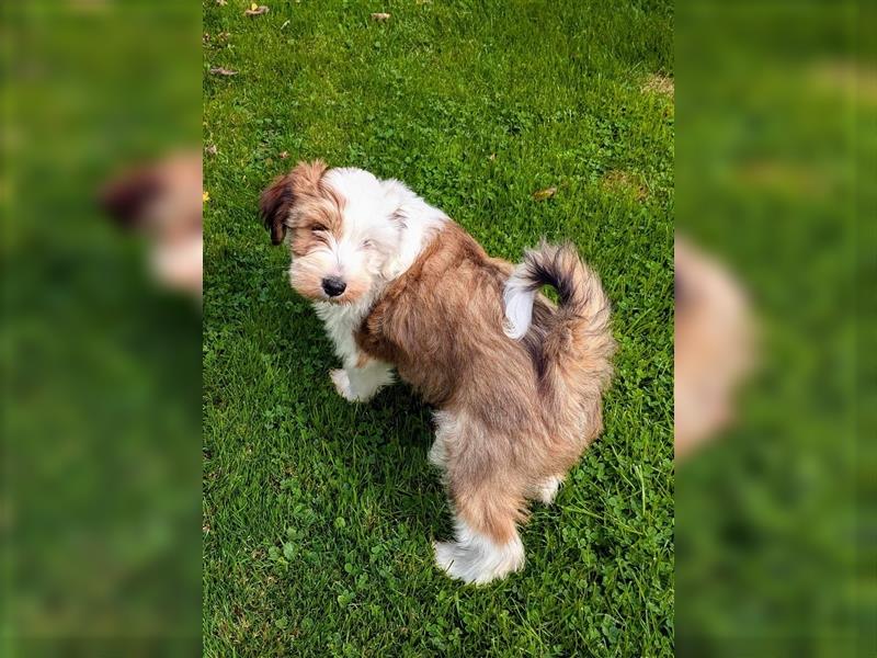 Tibet Terrier Welpen mit Ahnentafel