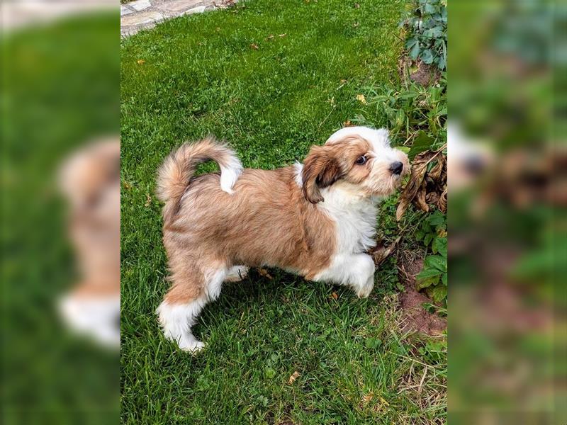 Tibet Terrier Welpen mit Ahnentafel