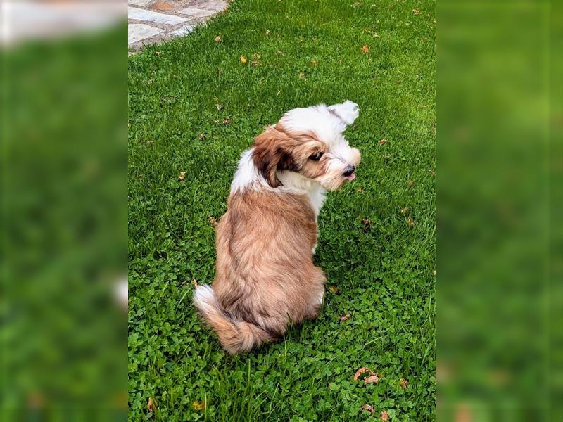 Tibet Terrier Welpen mit Ahnentafel