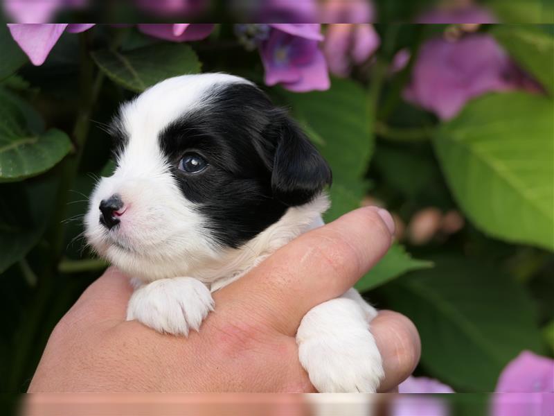 Tibet terrier Welpen mit VDH Papieren