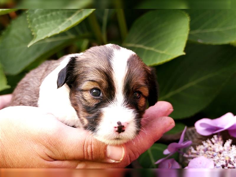 Tibet terrier Welpen mit VDH Papieren