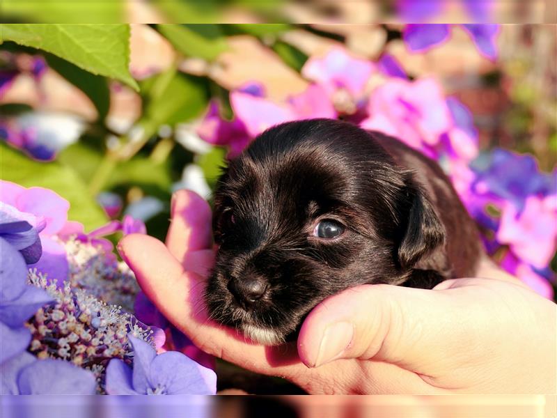 Tibet terrier Welpen mit VDH Papieren