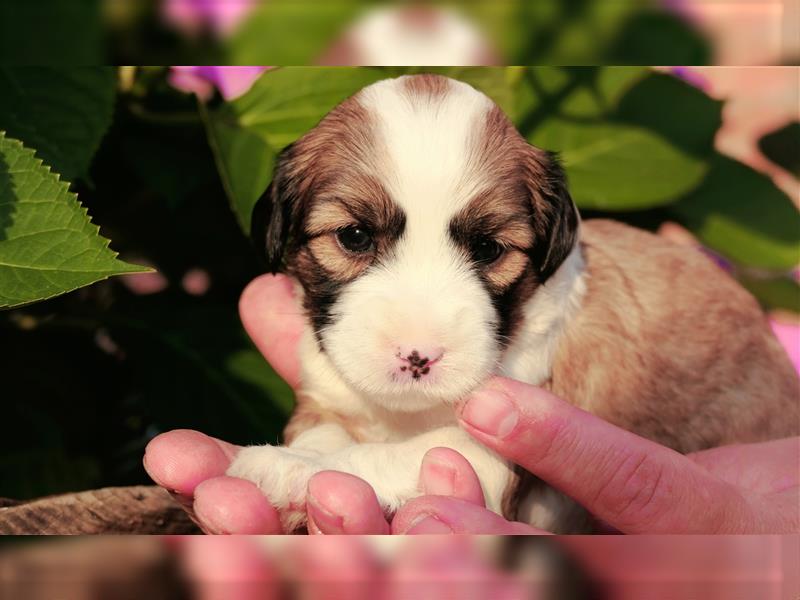 Tibet terrier Welpen mit VDH Papieren