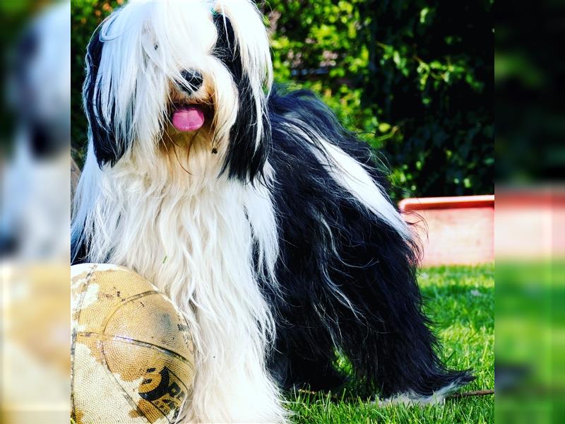 Tibet terrier Welpen mit VDH Papieren