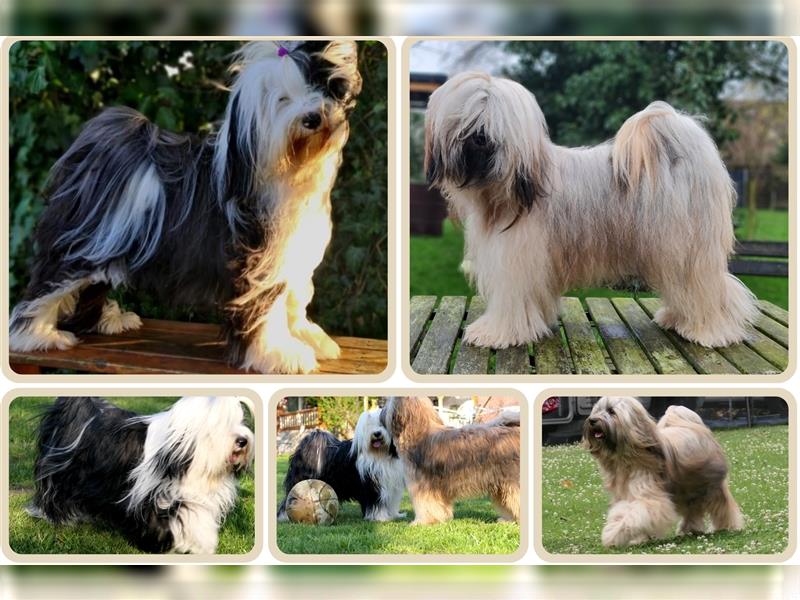 Tibet terrier Welpen mit VDH Papieren