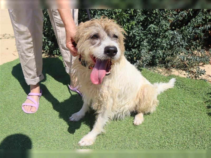 Goa, Mix Tibet Terrier / Wasserhund, lieb und verträglich