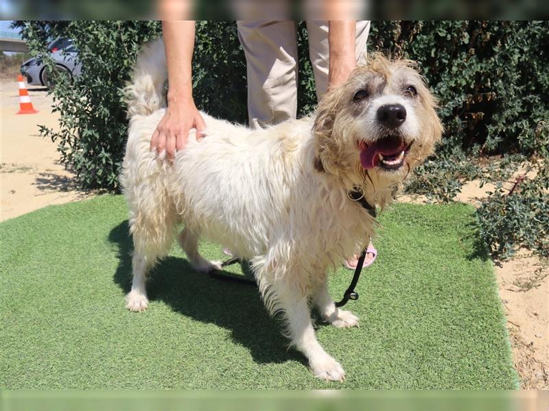 Goa, Mix Tibet Terrier / Wasserhund, lieb und verträglich