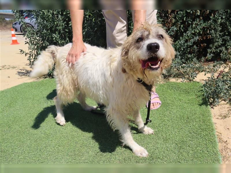 Goa, Mix Tibet Terrier / Wasserhund, lieb und verträglich