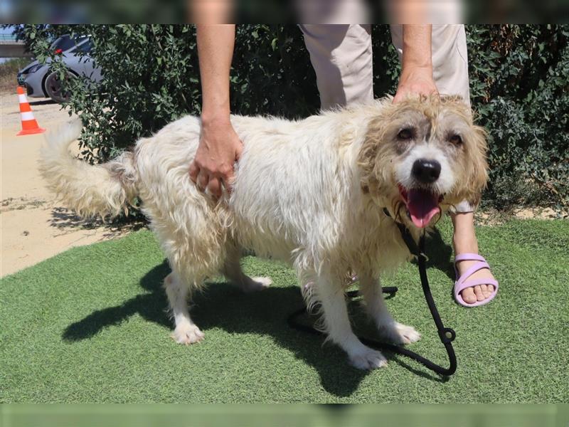 Goa, Mix Tibet Terrier / Wasserhund, lieb und verträglich