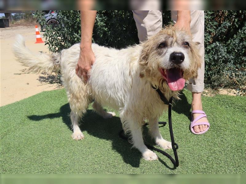 Goa, Mix Tibet Terrier / Wasserhund, lieb und verträglich