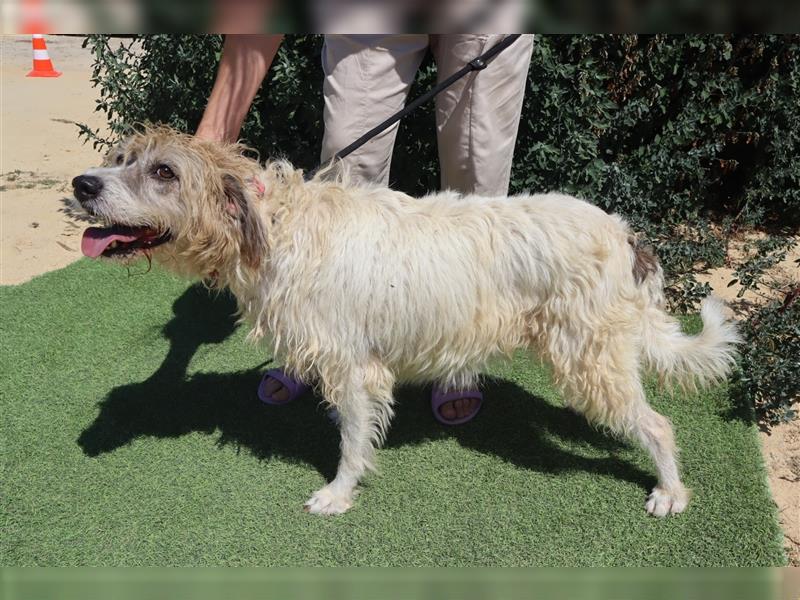 Goa, Mix Tibet Terrier / Wasserhund, lieb und verträglich