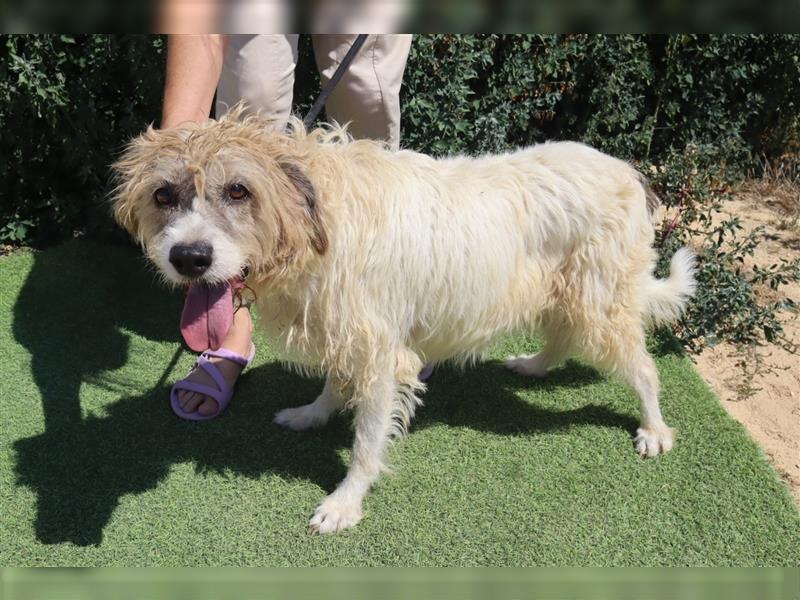 Goa, Mix Tibet Terrier / Wasserhund, lieb und verträglich