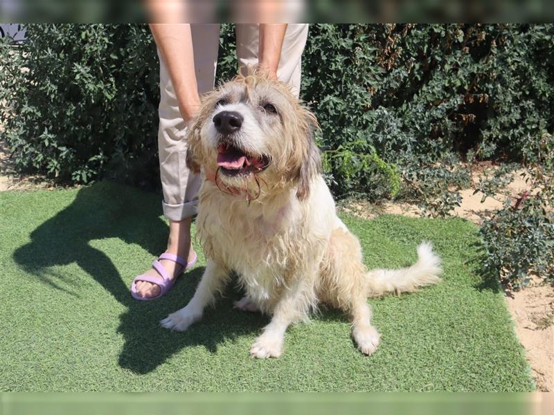 Goa, Mix Tibet Terrier / Wasserhund, lieb und verträglich