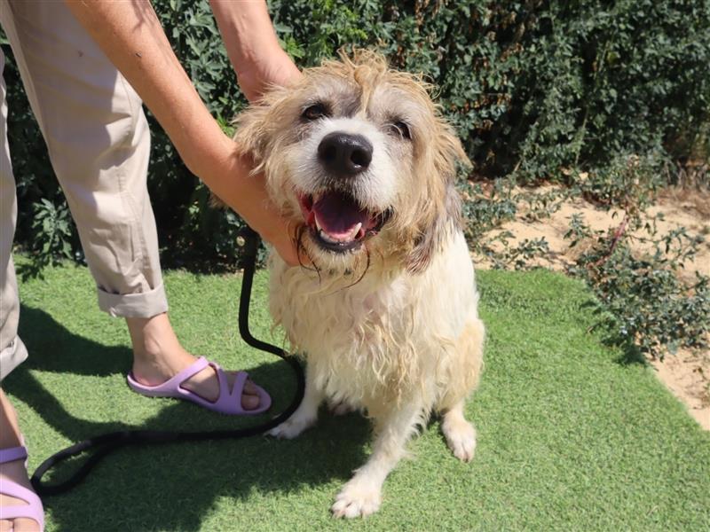 Goa, Mix Tibet Terrier / Wasserhund, lieb und verträglich