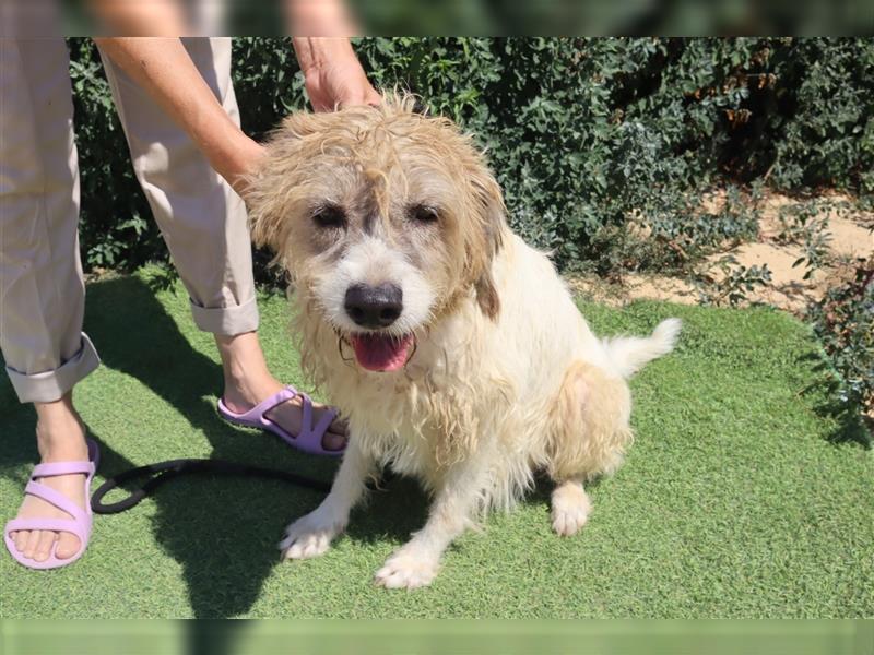 Goa, Mix Tibet Terrier / Wasserhund, lieb und verträglich