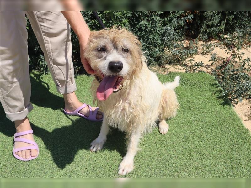 Goa, Mix Tibet Terrier / Wasserhund, lieb und verträglich